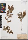 Foto von Salix cinerea L.